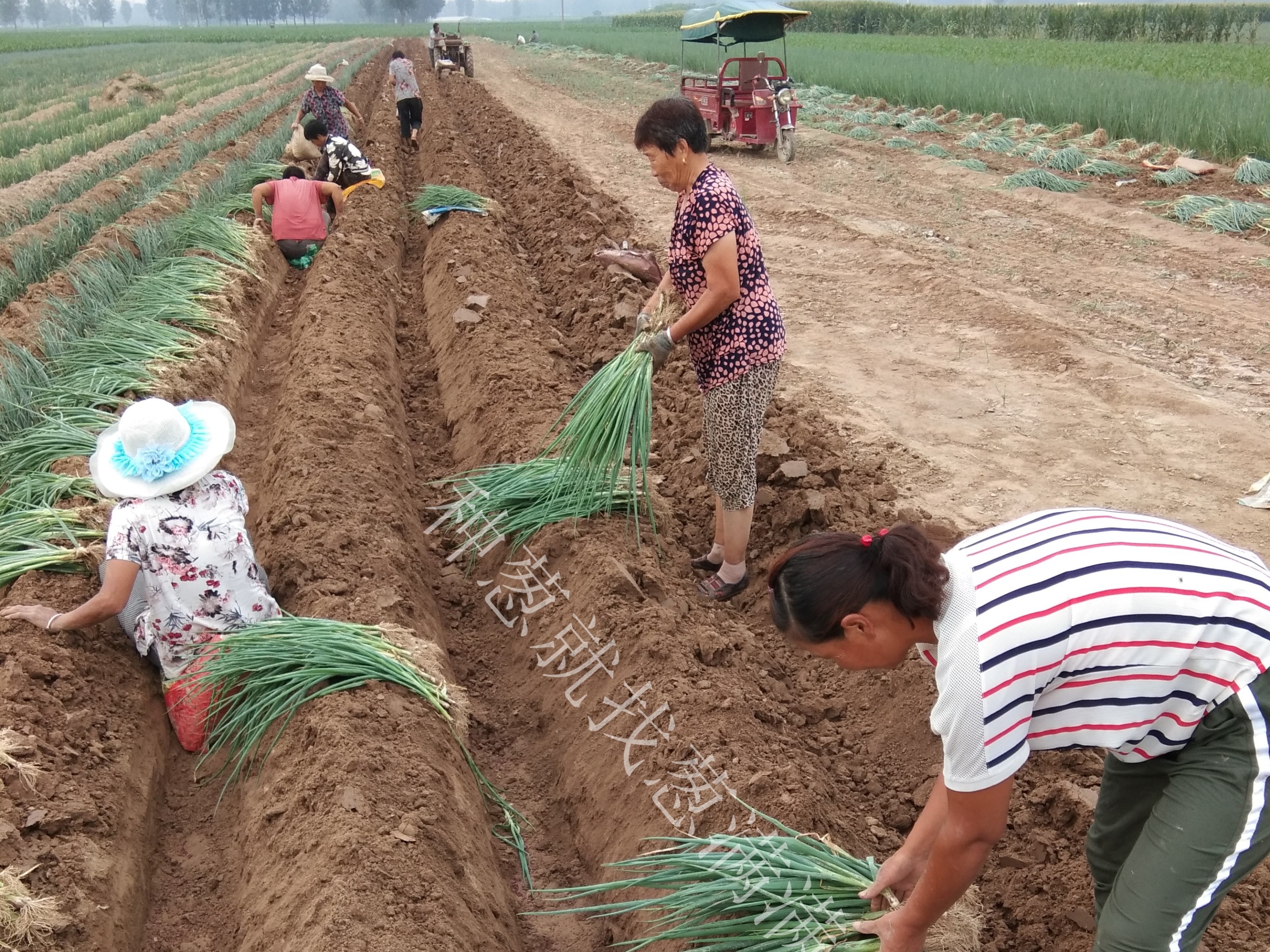 大蔥種植技術(shù)：冬蔥栽培移栽后越夏緩苗期應(yīng)該怎樣進行管理？