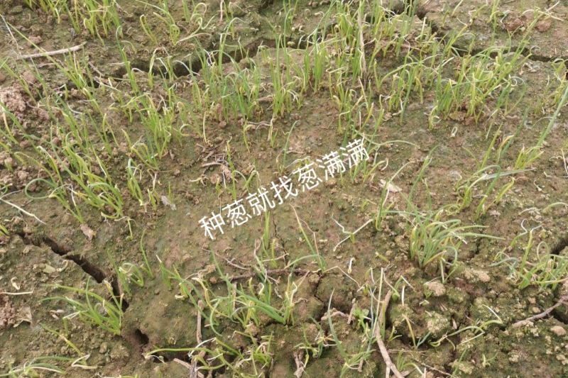 大蔥苗床病害