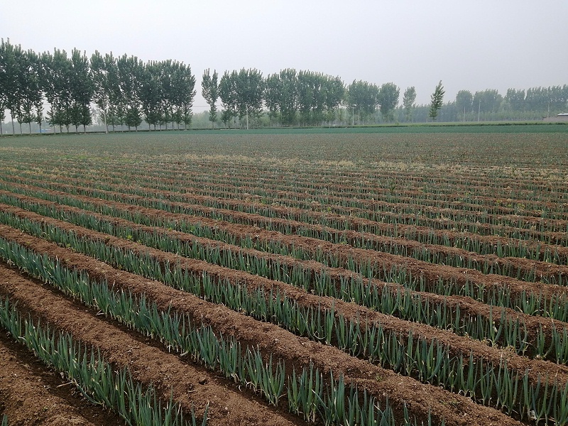 大蔥種植技術(shù)
