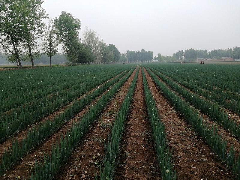 大蔥種植技術(shù)