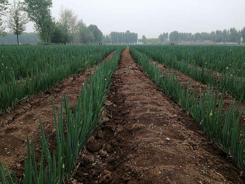 大蔥種植技術(shù)