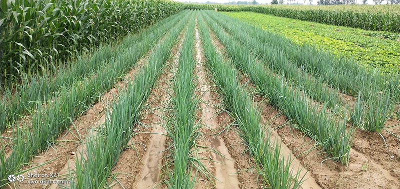 大蔥種植技術(shù)