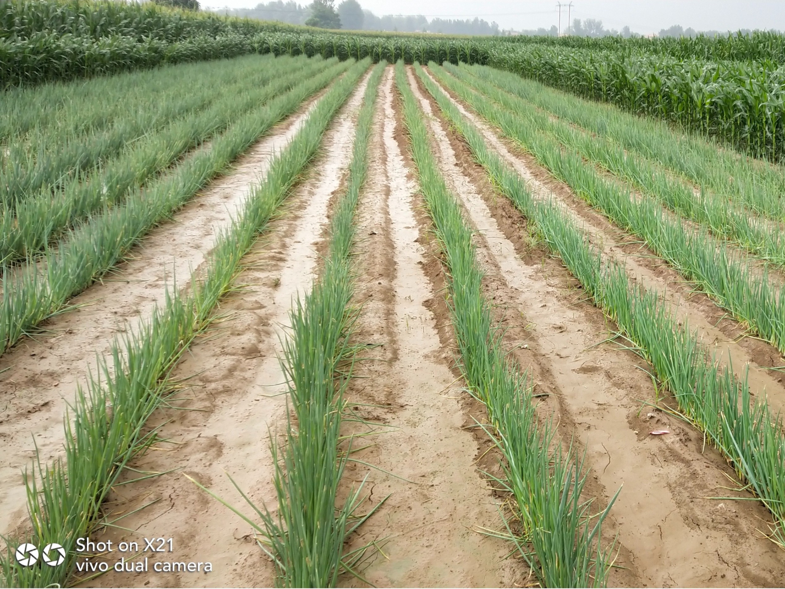 大蔥種植技術(shù)