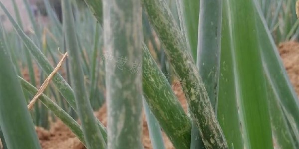 大蔥薊馬治不住?防治薊馬用什么藥好?