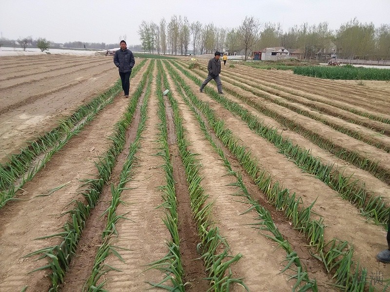 大蔥種子哪個(gè)品種好