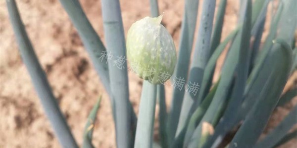 晚抽大蔥什么時候育苗合適?晚抽大蔥真的不抽薹嗎?