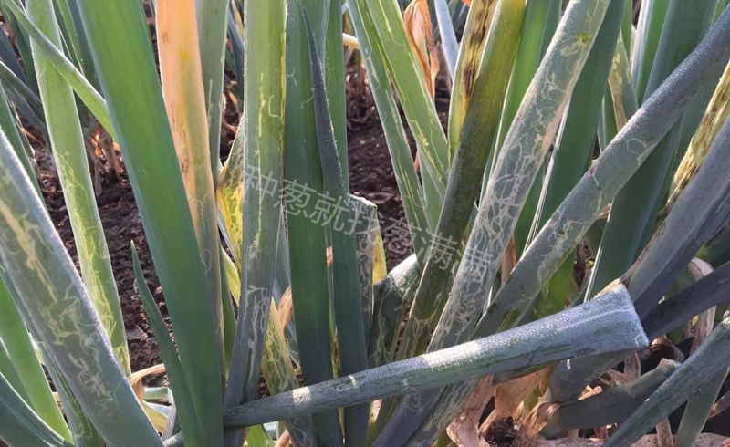 斑潛蠅白點
