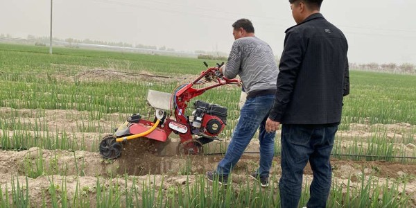 原來大蔥培土還有這么多講究.這些培土要點您知道嗎?