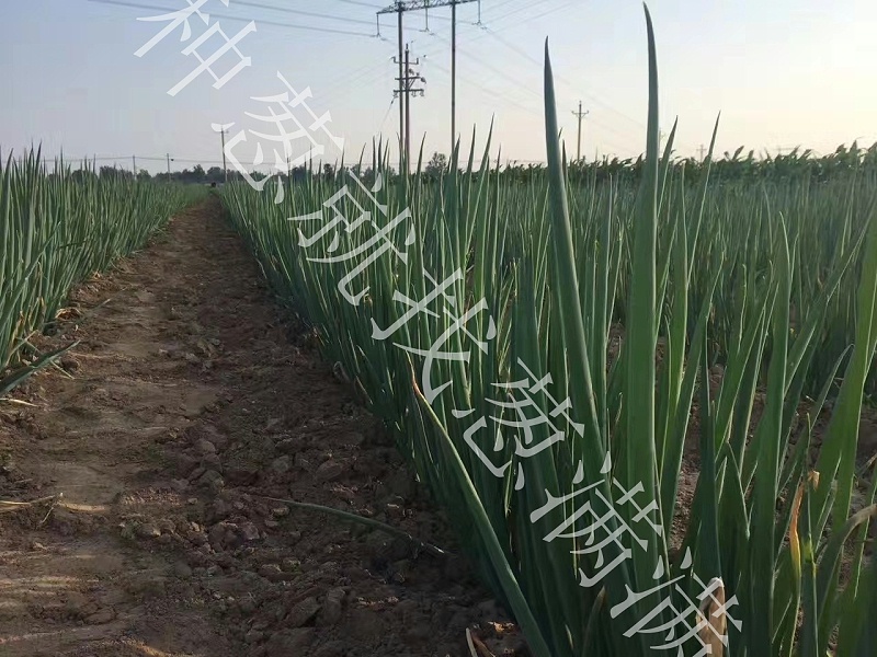 大蔥種植技術