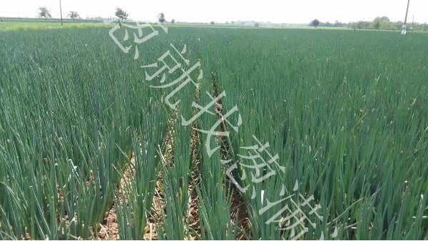 大蔥種植技術(shù)：伏蔥、改良蔥、春蔥有哪些特點.