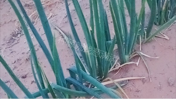 寧夏中衛(wèi)沙地鋼蔥種植技術(shù)指導(dǎo)