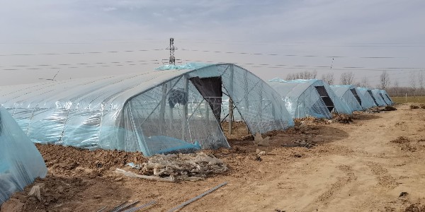 蔥滿滿合作大蔥代育苗基地播種現(xiàn)場