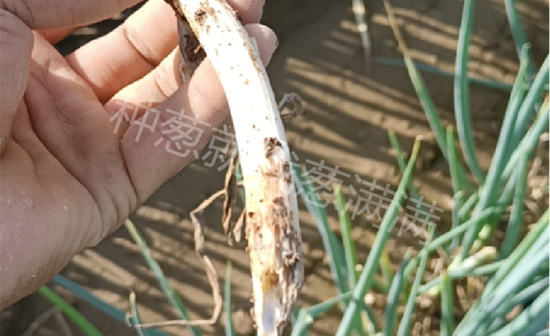 大蔥軟腐病