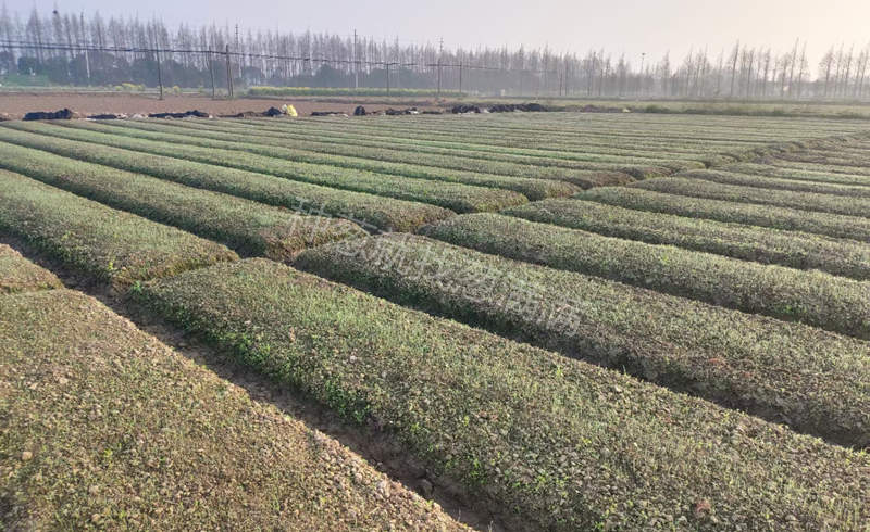 大蔥種子育苗基地實拍