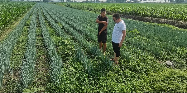 大蔥種子哪個(gè)品種好