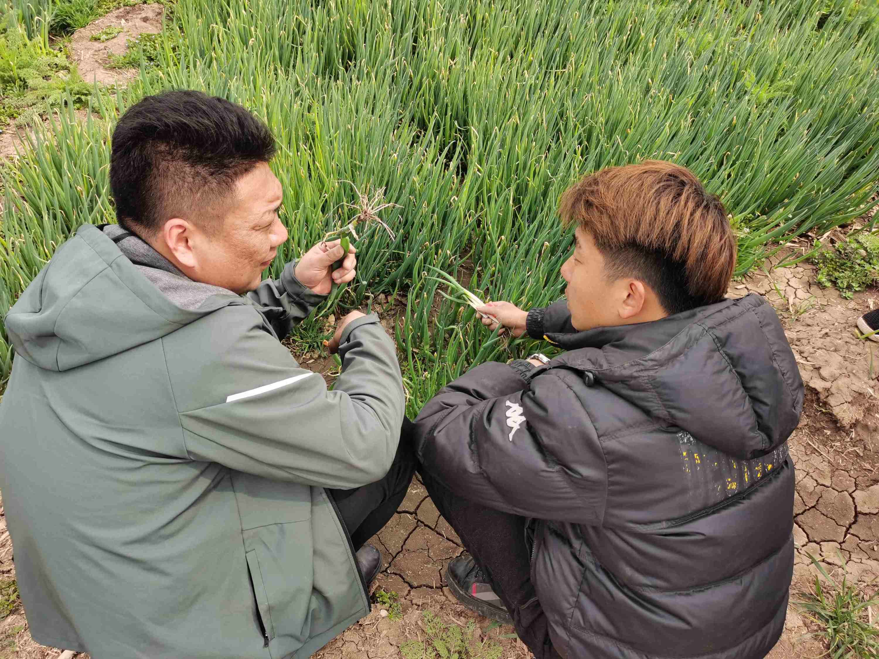 大蔥種植技術