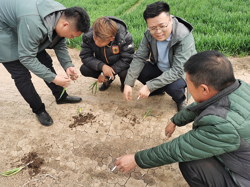 大蔥種植技術