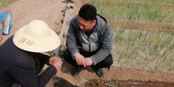 種植大蔥如何預防病害，這些防治誤區千萬別踩雷