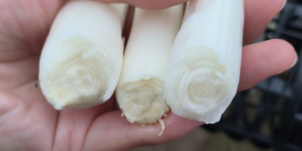 種植大蔥為什么要使用鉀肥？蔥白不發空的關鍵就在這
