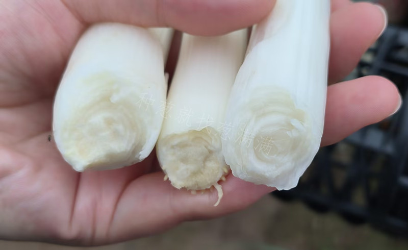 蔥白瓷實