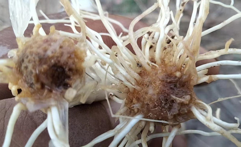 大蔥出現(xiàn)根腐病