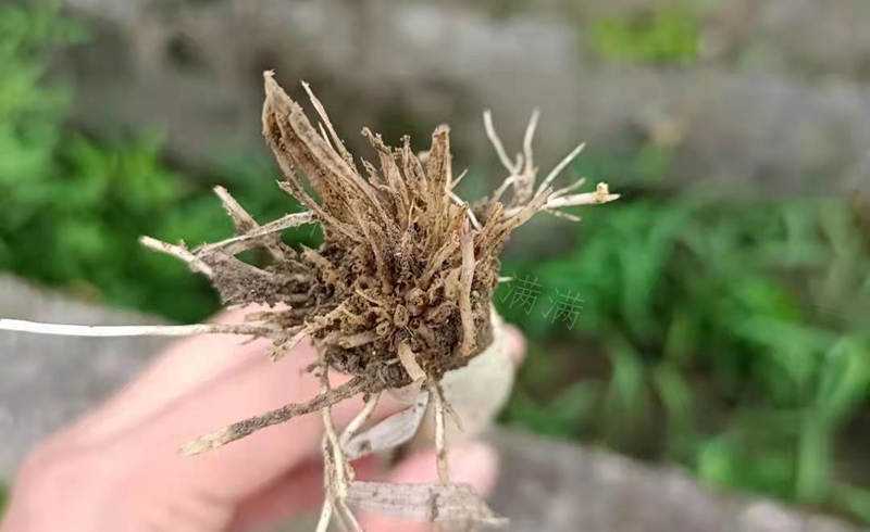 大蔥根系腐爛