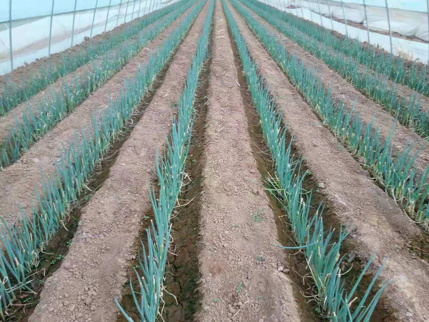 大蔥種植技術