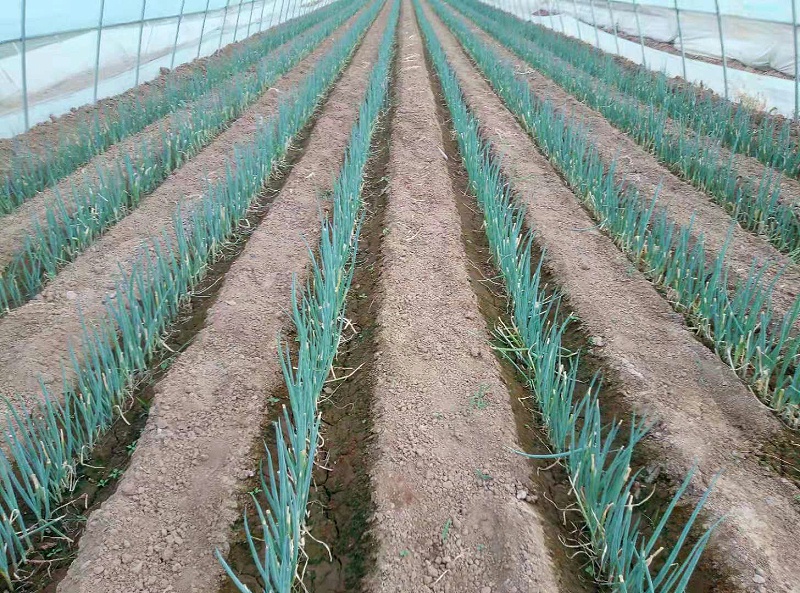 大蔥種植技術(shù)