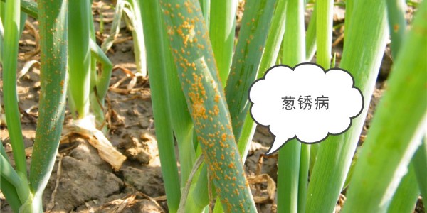 大蔥銹病