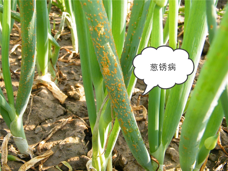大蔥銹病