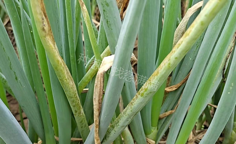 大蔥灰霉病