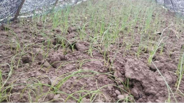 四川達(dá)州小面積多茬口鋼蔥種植合作案例