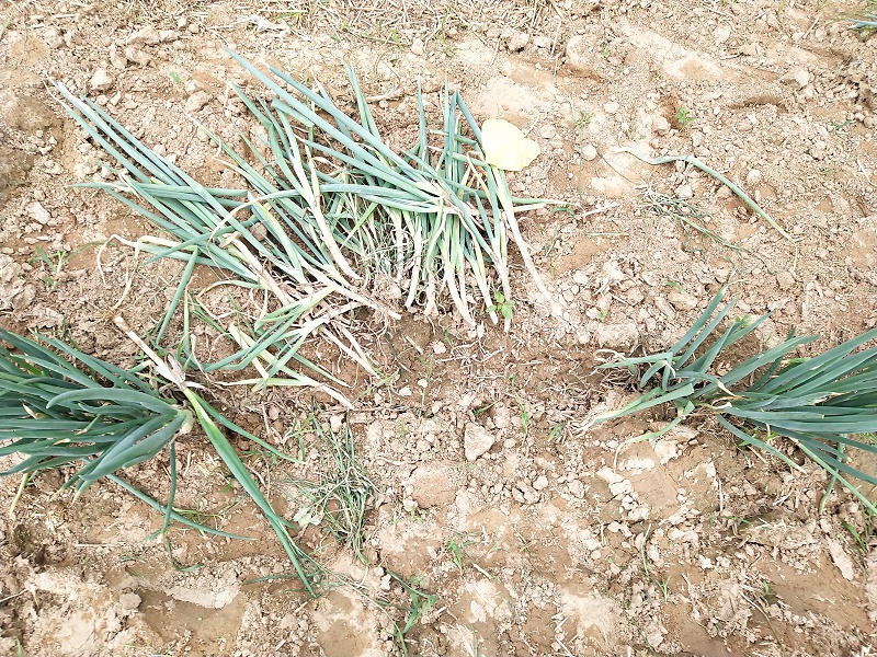 大蔥種植技術