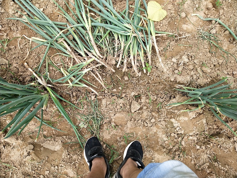 大蔥種植技術