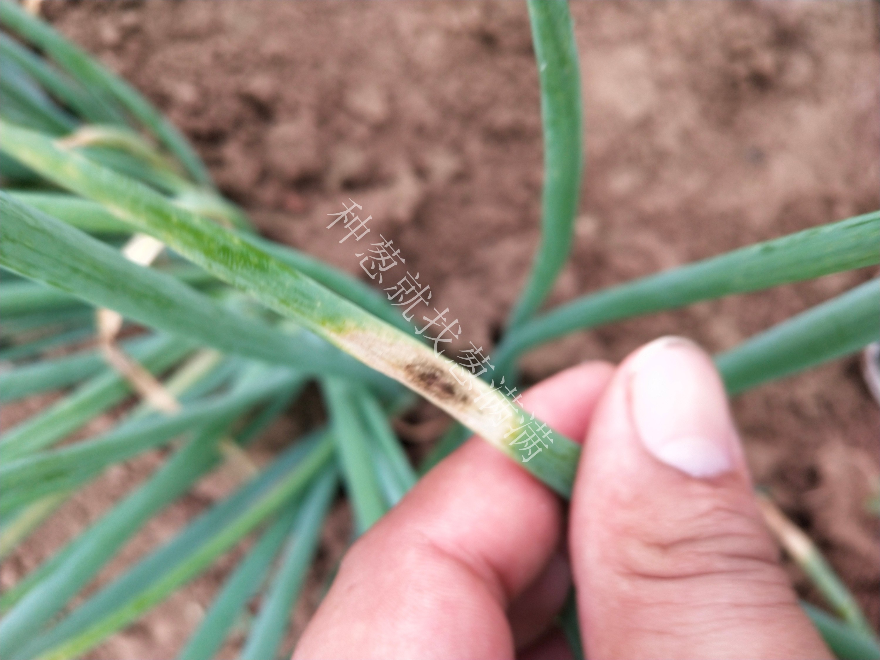 大蔥紫斑病怎么預防？大蔥紫斑病怎么治？