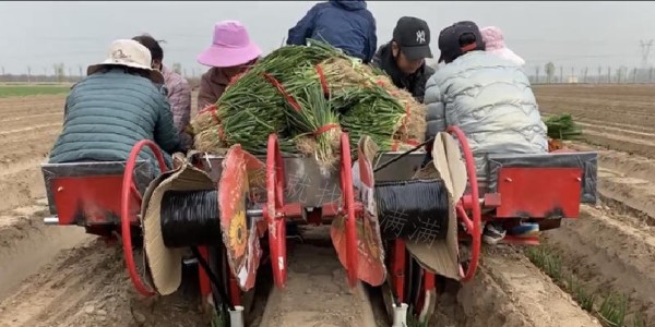 蔥滿滿大蔥雙高種植教學(xué)基地今日開始移栽