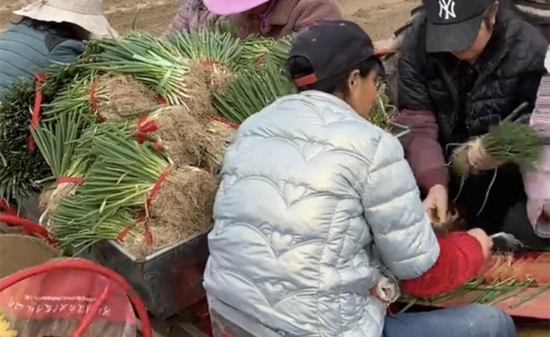 蔥滿滿基地移栽