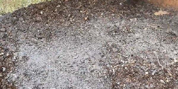 種植大蔥可以施用草木灰嗎?草木灰對大蔥生長有哪些作用