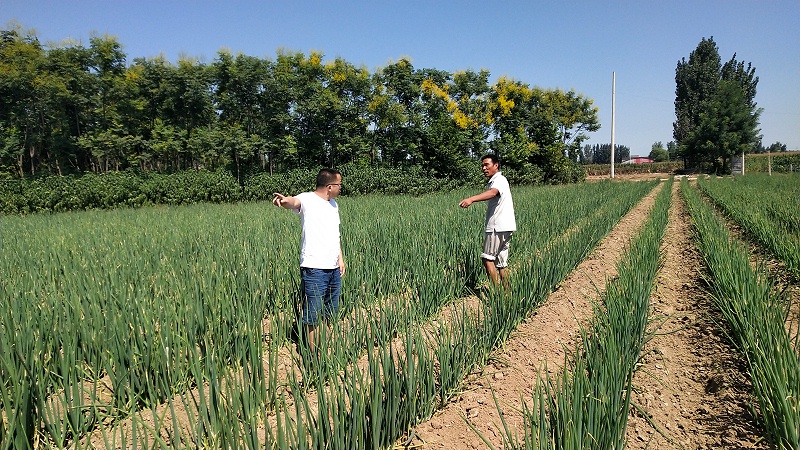 大蔥重茬種植技術