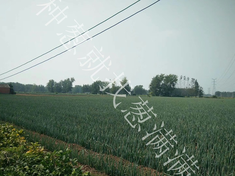 大蔥黃矮病用什么藥防治