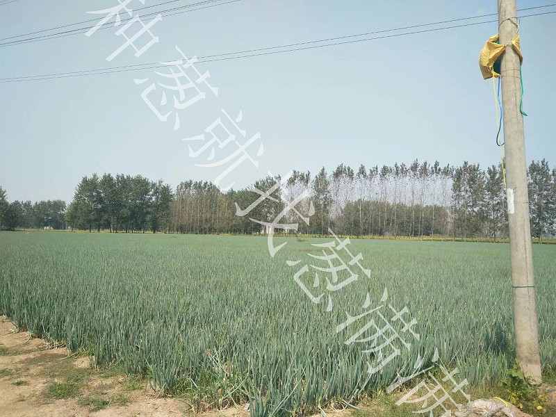 大蔥黃矮病用什么藥防治