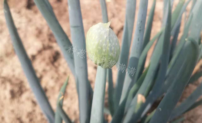 抽苔蔥田