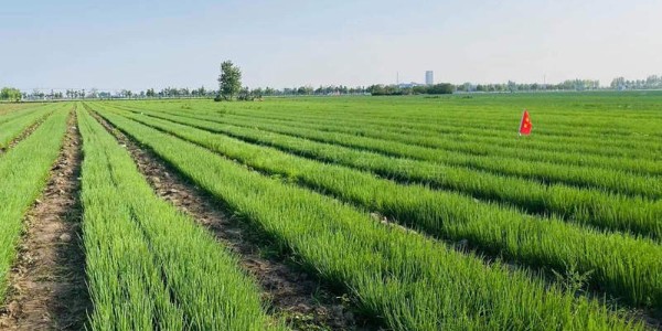 大蔥育苗需要用底肥嗎?哪些肥料可以用作育苗底肥?