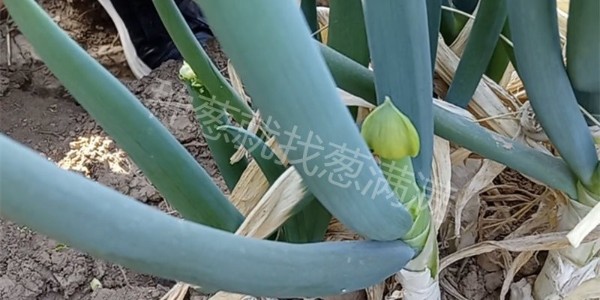 立冬打雷要反春?蔥友要小心來年大蔥抽薹
