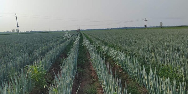 這些麥茬蔥品種您都知道嗎?輕松管理畝產(chǎn)過萬