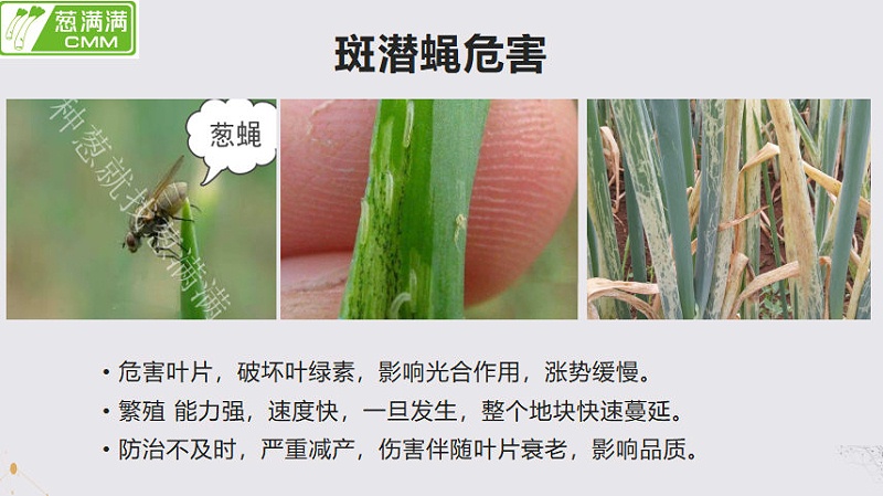 斑潛蠅危害