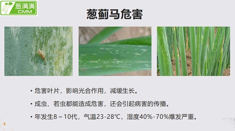 蔥薊馬危害
