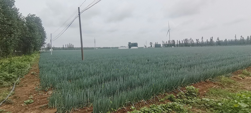 大蔥種植技術