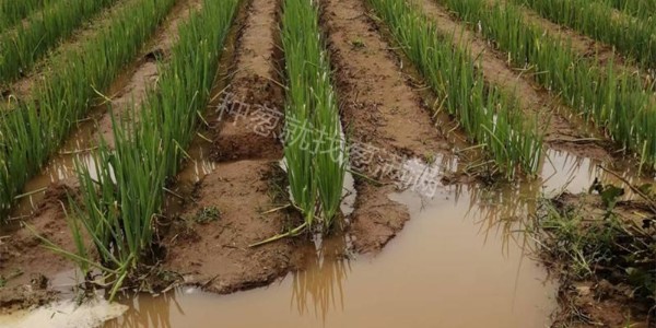 大雨過后大蔥如何管理?蔥滿滿教您幾招