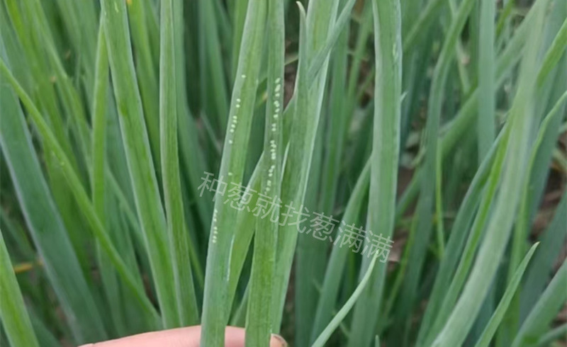 斑潛蠅的卵